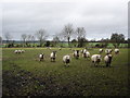 Sheep preparing to attack