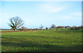 Pasture near Marley Green