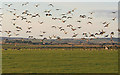 Wild Geese in a roadside field southwest of Rivehill Farm.