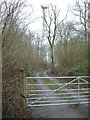 Radio Mast in Evershaw Copse