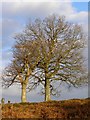 Oaks on Gorse Hill, New Forest