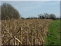 Maize near South Farm