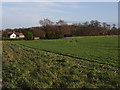 Woods and farmland, Sparsholt