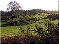 Gravel bank on Rockford Common, New Forest