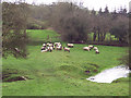 Rams Grazing by the River Ebble