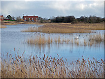 TA0523 : Reedbed with Swan by David Wright
