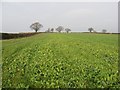 Turnip field, Vale of Wigmore