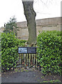 TQ2983 : The Hardy Tree, Old St Pancras Churchyard, London by Christine Matthews