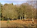 Heathland edge, near Linwood, New Forest