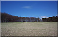 Tree Lined Field above Tollard Royal