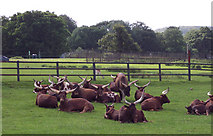 ST8243 : Ankole Cattle at Longleat Safari Park by Maigheach-gheal