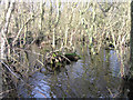 TG3425 : Alder swamp, Broad Fen, Dilham, Norfolk by Rodney Burton