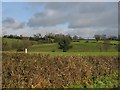 Hedge, Field And Trees