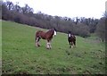 Shire horses