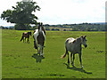 Horses on farmland near Long Street, Upshire, Essex