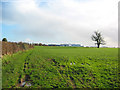 Pasture near Brookfields