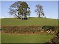 Trees and a Hill