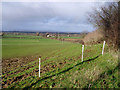 Pasture below Frocester Hill