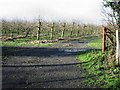 Orchard entrance and footpath.