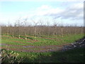 Herefordshire cider orchard