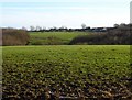 Downland from Scragged Oak Road