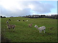 Alpacas on Shute Farm