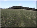 Footpath to Doles Wood