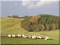 Sheep at Wollrig