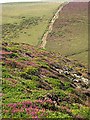 Coastal Heathland on Carvannel Downs