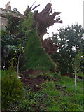 ST4676 : Storm Tree Fallen by MDS