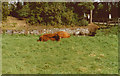 Cattle Blair Atholl