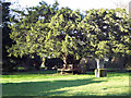 Memorial Seat at Swallowcliffe