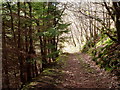 Footpath through Coed y Nant