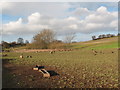 Farmland at Sheephills Farm