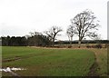 Large arable fields, Edrom Mains