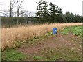 Pheasant feeder and wild margin, Manderston