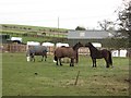Horses, Cairnbank