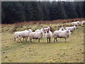 SJ0251 : Sheep in the Forest by Eirian Evans