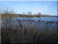 North-western Shoreline in Harrold Odell Country Park