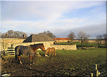 NU0043 : Horses at Berrington by Walter Baxter