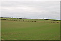 Downland from Witchampton Lane