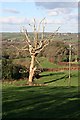 Dead Tree in Pasture Land