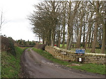 SE3883 : Farm track and copse by A167 by Gordon Hatton