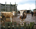 Cows at  Rope Farm, near Shavington