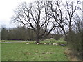 Bridleway running through Fermyn Woods Hall estate