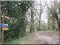 Footpath through the woods