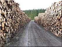 NT3010 : Logging and road by Richard Webb