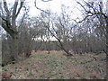 Footpath towards south-west corner of Laundimer Wood