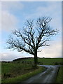 Tree At Junction Near Dundonald