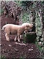 Lambs at Galmpton